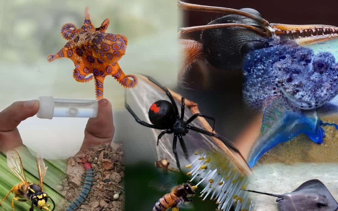 Download your free bites and stings chart